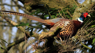 Red head bird on branch - david young cameron free wallpaper