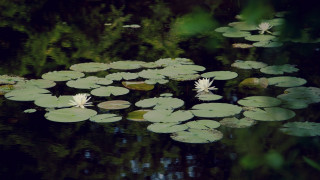 Pond lilies reflection ecological impressionist - blanche hoschedé monet free wallpaper