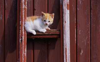 Orange white kitten wooden ledge - kitten free wallpaper