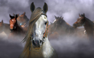 Horses foggy field highdetail 3d - high detail 8 k free wallpaper for desktop