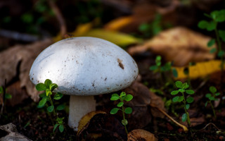 White mushroom green leaves woods - boetius adamsz bolswert free wallpaper for desktop