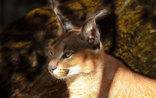 Cat rock tree mossy wall - shaded free wallpaper