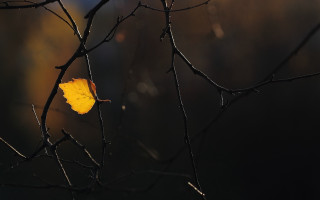 Leaf rain sun autumn minimalism - minimalism free wallpaper for desktop