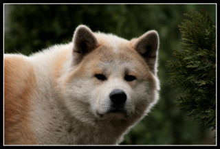 Dog closeup bush blurry background - a close up of a dog free wallpaper