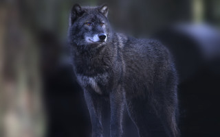 Wolf backlit night forest focus - a wolf free wallpaper for desktop