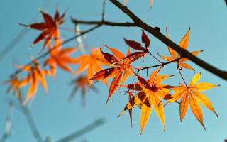 Orange leaves blue sky branch - thin free wallpaper