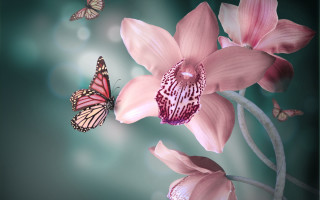Pink flower butterflies digital painting - a pink flower free wallpaper for desktop