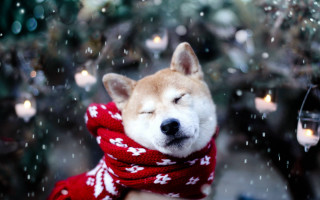 Dog scarf candlelight snow falling - snow free wallpaper for desktop