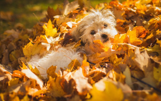 Dog leaves autumn blurry fire 2 - a small dog free wallpaper