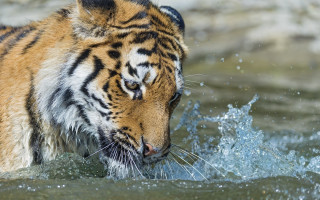 Tiger playing water fish mouth - free cats wallpaper