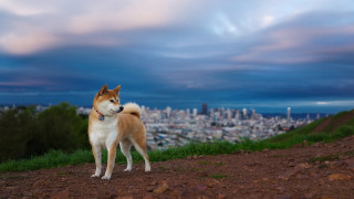 Dog hill city dusk clouds - dramatic free wallpaper