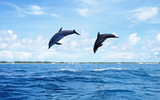 Dolphins jumping ocean blue sky 16 - two dolphin free wallpaper for desktop