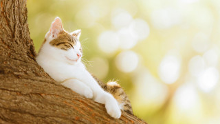 Cat sitting tree smiling outdoors - sunny day free wallpaper