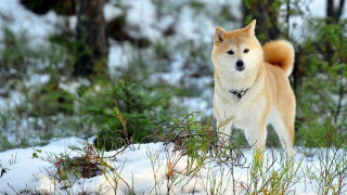 Dog snow forest trees shibainu - in a forest free wallpaper for desktop