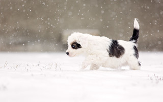 White dog snow falling impressionism - dog free wallpaper