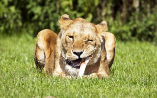 Lion grass laying open mouth - tongue free wallpaper for desktop