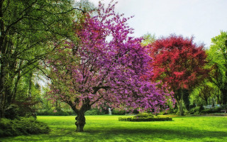 Purple flower tree park bushes - a park free wallpaper for desktop