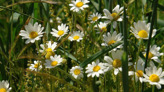 White yellow flower field bouquet - yellow center free wallpaper for desktop