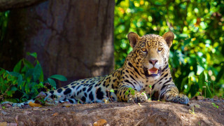 Leopard shade tree open mouth - wild free wallpaper