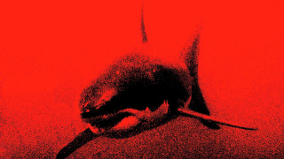 Bird red black conceptual lostfish - a screenprint free wallpaper