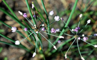Purple white flower macro bokeh - green stem free wallpaper for desktop