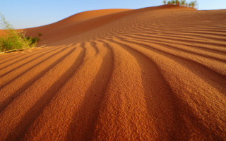 Desert trees sand dunes blue - a few sand free wallpaper