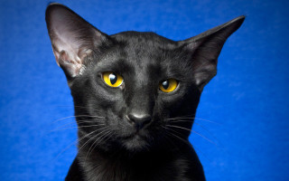 Black cat yellow eyes blue - a blue backdrop free wallpaper