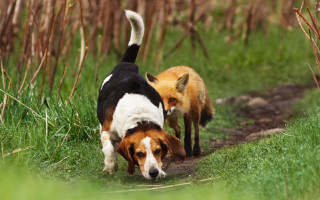 Dogs walking grass sniffing bamboo - free animals wallpaper