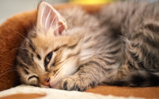 Kitten sleeping blanket room window - a window in the background free wallpaper