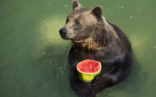 Bear watermelon summer ecological art - a piece of fruit free wallpaper