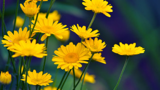 Yellow flowers vase table blue 2 - a vase free wallpaper for desktop