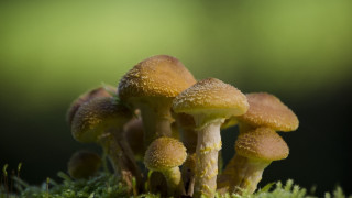 Mushrooms mossy surface sunlight green - mossy free wallpaper