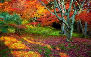 Colorful forest autumn leaves puzzle 2 - the ground and the ground free wallpaper