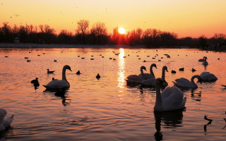 Swans dusk reflection beach sunset - evening free wallpaper for desktop