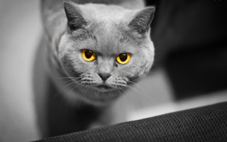 Black cat yellow eyes looking 2 - yellow eye free wallpaper