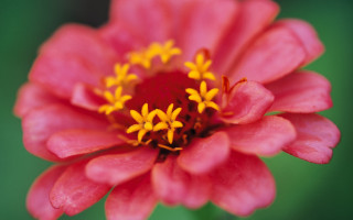Pink flower yellow stamens macro 11 - center free wallpaper