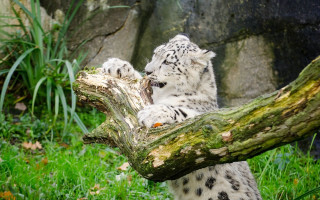 Snow leopard cub playful log - in a zoo enclosure free wallpaper