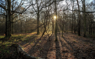 Sunbeam forest log fence city - a sunbeam free wallpaper