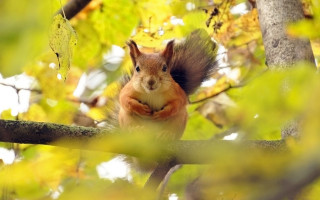 Squirrel autumn 3d puzzle animals - eye open free wallpaper
