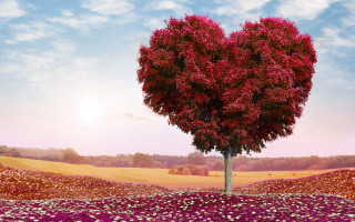 Heart tree flower field sky - affinity photo free wallpaper for desktop