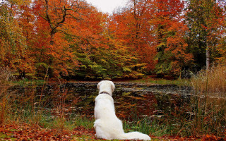 Dog pond fall woods leaves - a pond free wallpaper