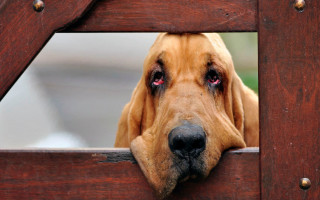 Dog head out gate looking - its eye wide open free wallpaper for desktop