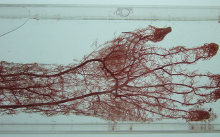 Tree roots water cherry blossoms - chiharu shiota free wallpaper for desktop