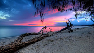 Tree branch beach sunset mystical - a tree branch free wallpaper