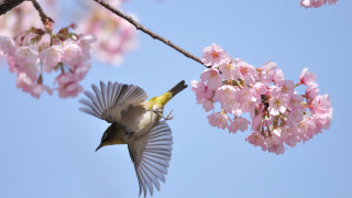 Bird flying cherry blossoms blue - chang daichien free wallpaper for desktop