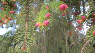 Red fruit tree bush flower - lot free wallpaper for desktop