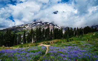 Mountain trail flower field forest - a trail free wallpaper