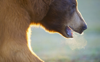 Brown bear open mouth outdoor - a brown bear free wallpaper