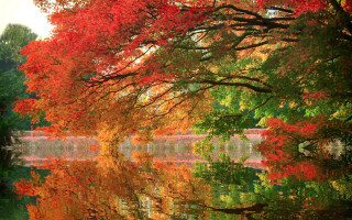 Lake trees autumn leaves forest - impressionist painting free wallpaper