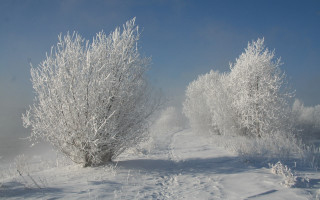 Snowy path trees bushes sunny - free winter wallpaper